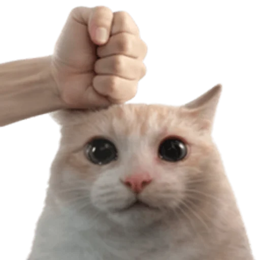 Стикер 🤩 из набора sillygoofycat