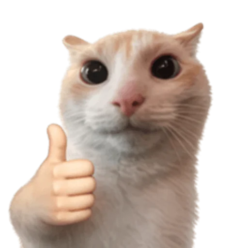 Стикер 🤩 из набора sillygoofycat