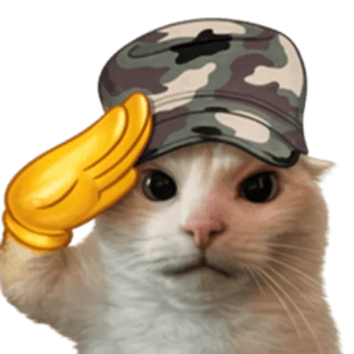 Стикер 🤩 из набора sillygoofycat