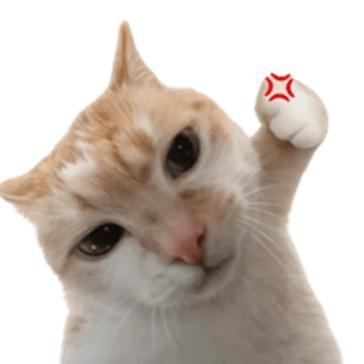 Стикер 🤩 из набора sillygoofycat