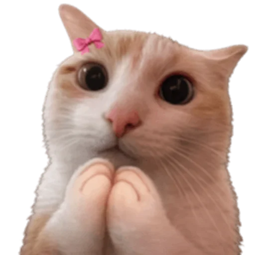 Стикер 🤩 из набора sillygoofycat