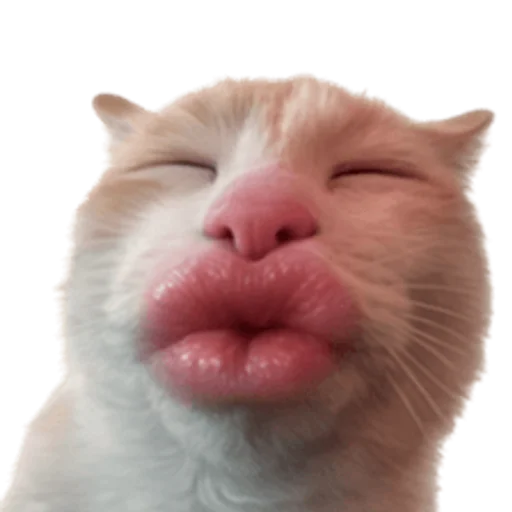 Стикер 🤩 из набора sillygoofycat