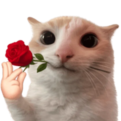 Стикер 🤩 из набора sillygoofycat