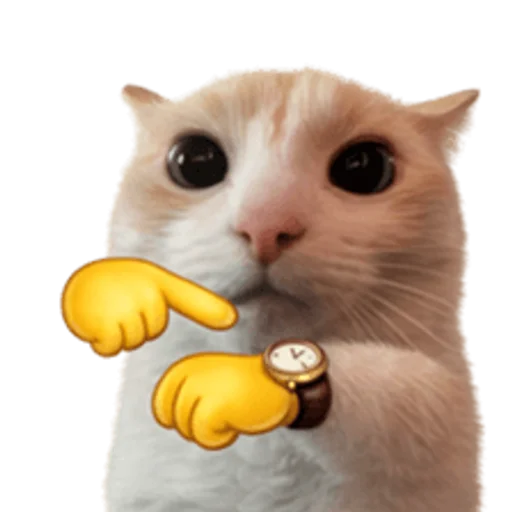 Стикер 🤩 из набора sillygoofycat