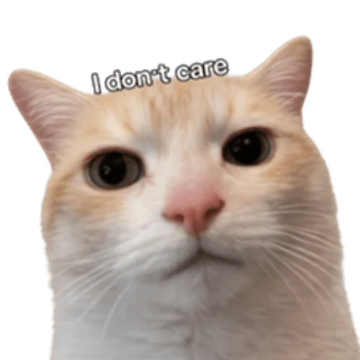 Стикер 🤩 из набора sillygoofycat
