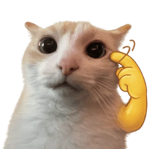 Стикер 🤩 из набора sillygoofycat