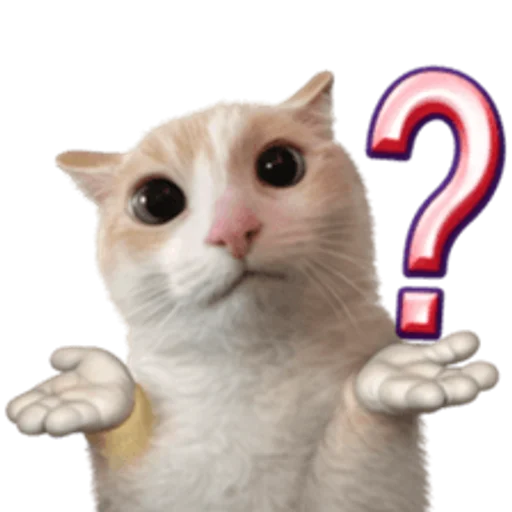 Стикер 🤩 из набора sillygoofycat