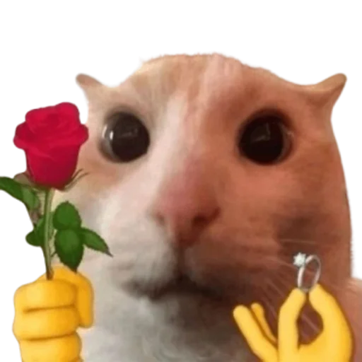 Стикер 🤩 из набора sillygoofycat