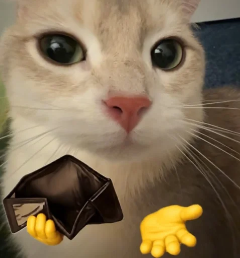 Стикер 🤩 из набора sillygoofycat