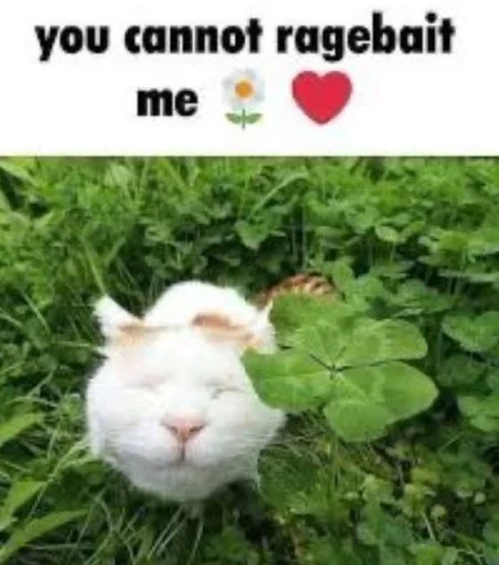Стикер 🤩 из набора sillygoofycat