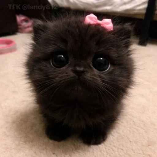 Стикер 🤩 из набора ૮꒰ ˶> ༝ < ྀི˶꒱ა