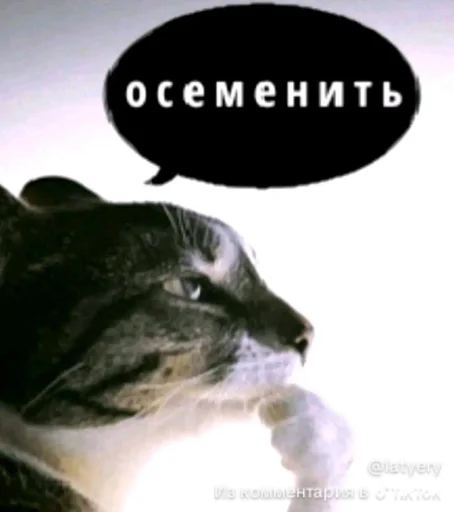 Стикер 🤩 из набора Смешные картинки кохи3