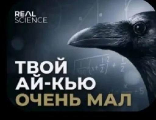 Стикер 🤩 из набора Смешные картинки кохи3