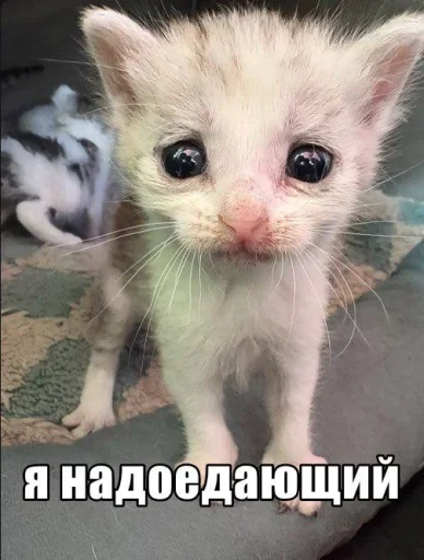 Стикер 🤩 из набора Смешные картинки кохи3