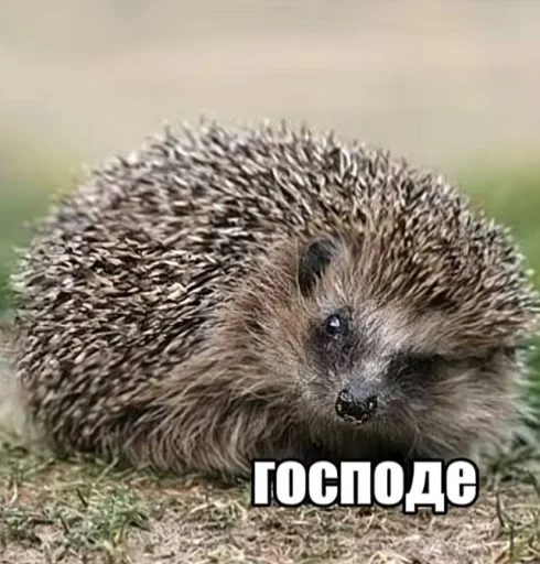 Стикер 🤩 из набора Смешные картинки кохи3