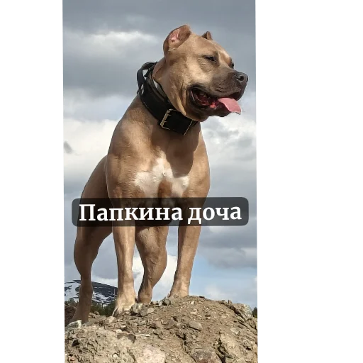 Стикер 🐶 из набора Свои стики