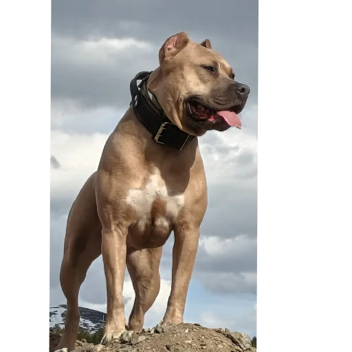 Стикер 🐶 из набора Свои стики