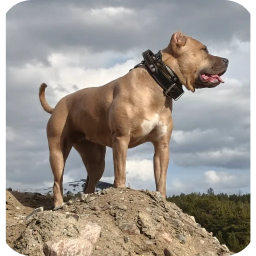 Стикер 🐶 из набора Свои стики