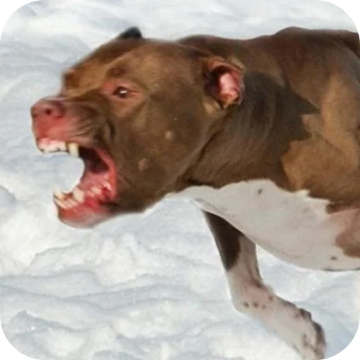Стикер 🐶 из набора Свои стики