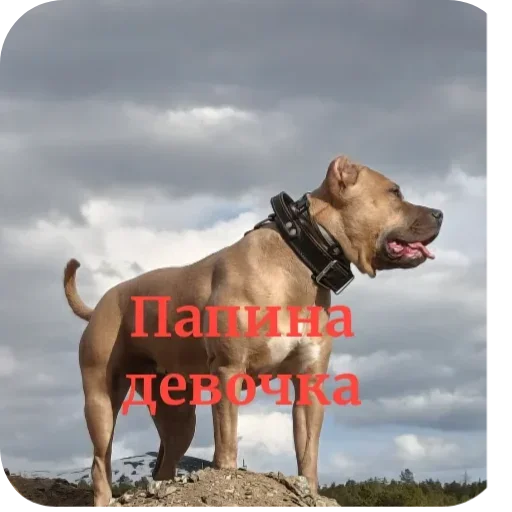 Стикер 🐶 из набора Свои стики