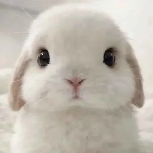 Стикер 😕 из набора >-< тгк -