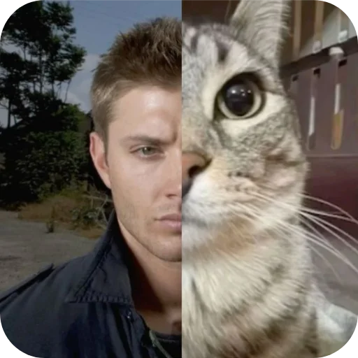 Стикер 🐱 из набора супернатуралы