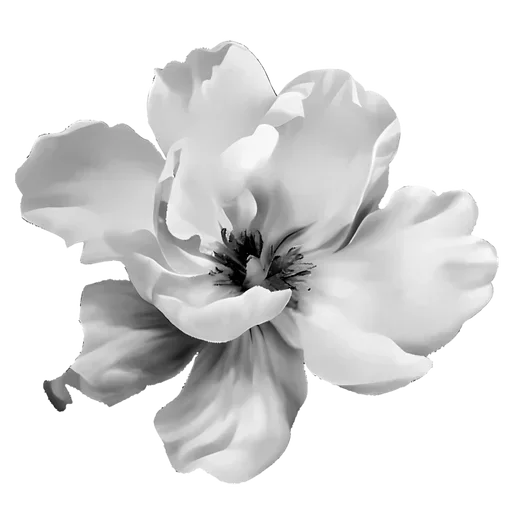 𝑴𝑼𝑳𝑨𝑵