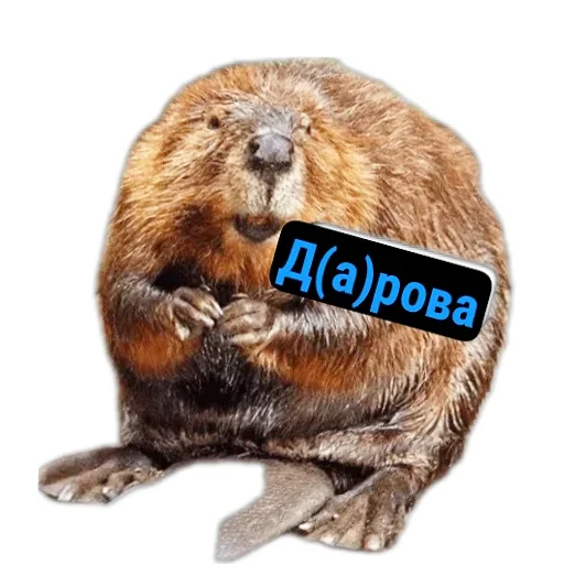 Бобры Милашки