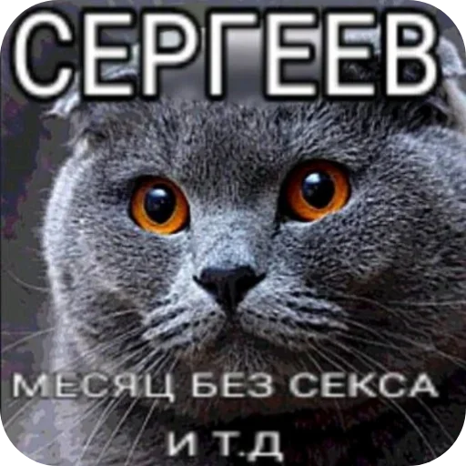 СЕРГЕЕВ, МЕСЯЦ БЕЗ СЕКСА
