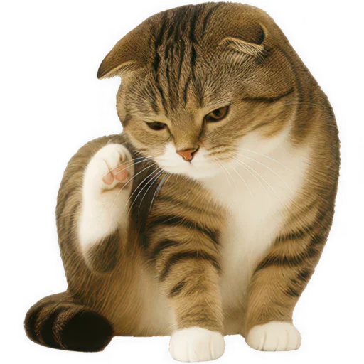 Шотландский кот