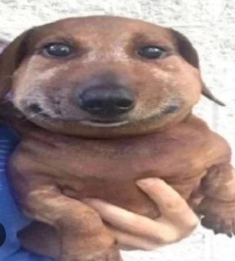 Мульти Вселенная псин