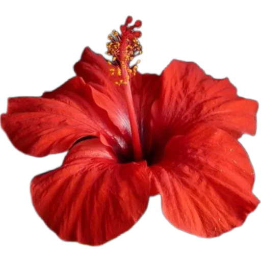 𝓽𝓻𝓪𝓷𝓼𝓹𝓪𝓻𝓮𝓷𝓽 by