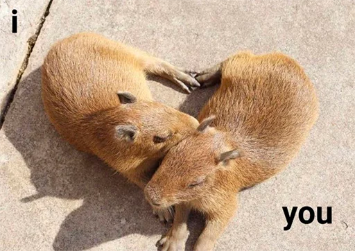 Capybara's world
