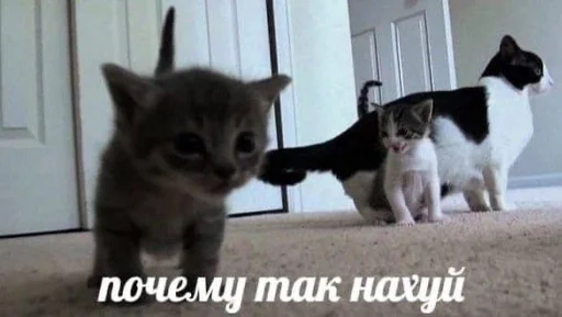 котейки :: стикер
