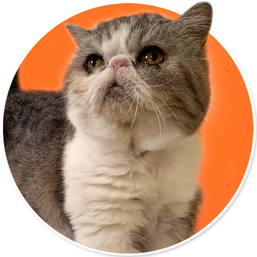HermineTheCat