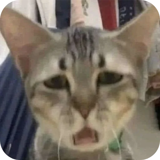 Стикер 😿 из набора goat.rain