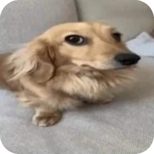 Стикер 🐶 из набора goat.rain