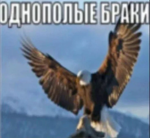 Оррел