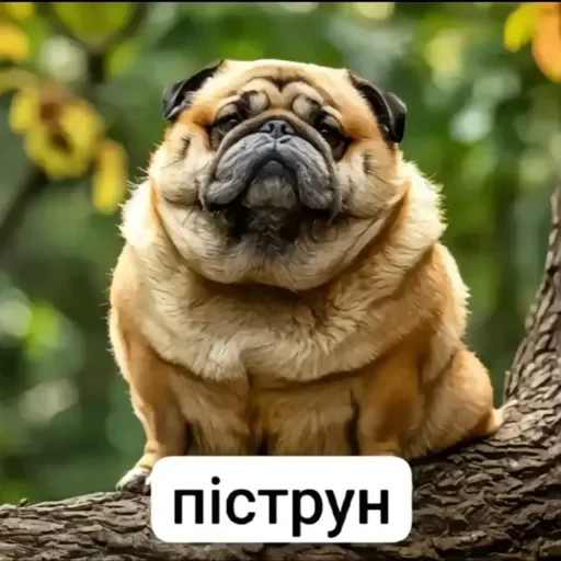 Пипистрики