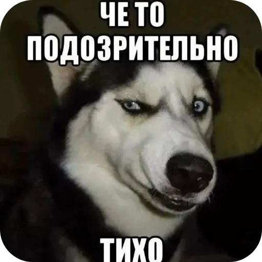 Стикер 🐶 из набора Больше стикеров 👉