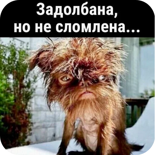 Стикер 🐶 из набора Больше стикеров 👉