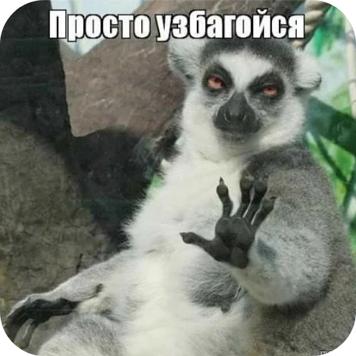 Стикер 🐶 из набора Больше стикеров 👉