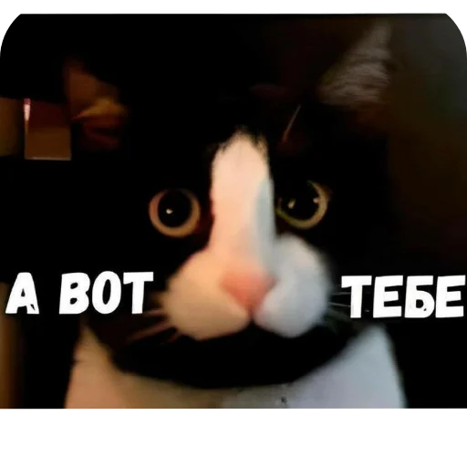 Стикер 🐱 из набора Больше стикеров 👉