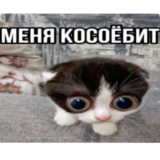 Стикер 🐱 из набора Больше стикеров 👉