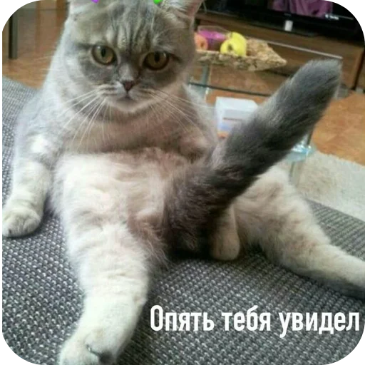 Стикер 🐱 из набора Больше стикеров 👉