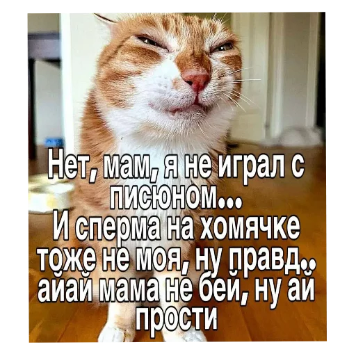 Стикер 🐱 из набора мой набор не воровать 2