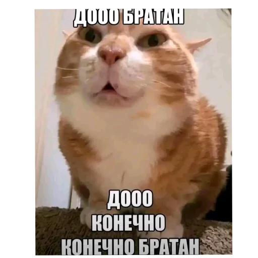 Стикер 🐱 из набора мой набор не воровать 2