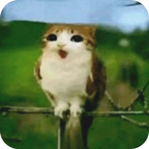 король матяс